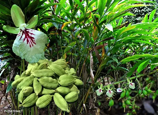 Elaichi/Cardamom Plant Esey To Grow No Nead To Extra Care Hybrid Plant For Yor Garden And your Home-thumb0