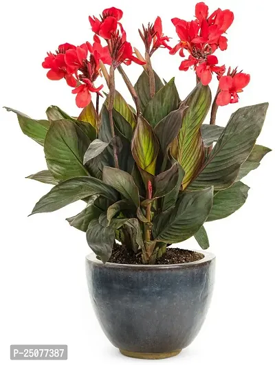 Canna Lily Plant Esey To Grow No Nead To Extra Care Hybrid Plant For Yor Garden And your Home-thumb0