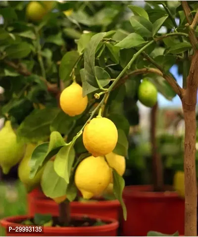 Fulmala Nursery  Lemon Plant-thumb0