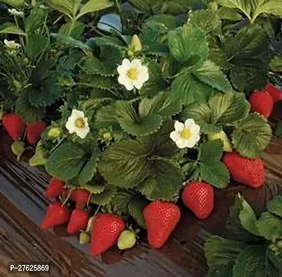 Fulmala NurseryStrawberry Plant[DF0603]