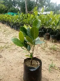 Fulmala Nursery Jackfruit Plant-thumb1