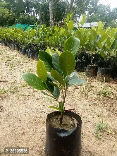 Fulmala Nursery Jackfruit Plant-thumb2