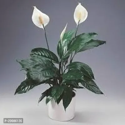 Lush Peace Lily Plant for Home Office Elegant and Low Maintenance-thumb0