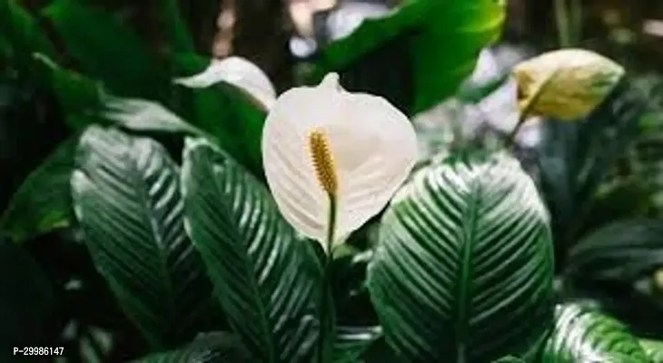 Indoor Peace Lily Plant with White Flowers for Elegant Decor