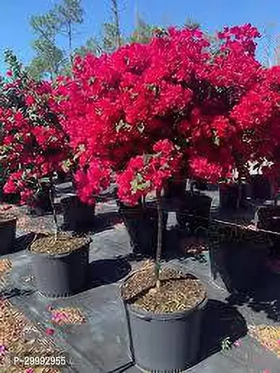 Fulmala Nursery  Baugainvillea Plant