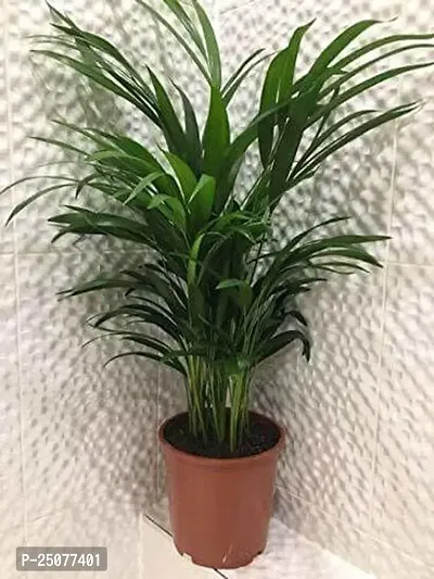 Areca Plam Esey To Grow No Nead To Extra Care Hybrid Plant For Yor Garden And your Home-thumb0