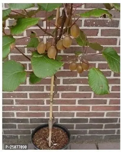 Kiwi Plant Esey To Grow No Nead To Extra Care Hybrid Plant For Yor Garden And your Home-thumb0