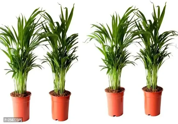 Areca Plam Esey To Grow No Nead To Extra Care Hybrid Plant For Yor Garden And your Home-thumb0