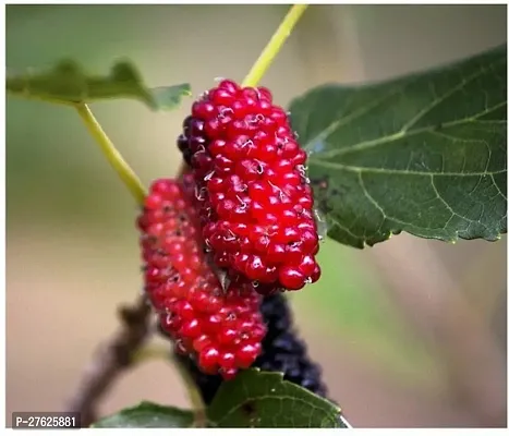 Fulmala NurseryShahtoot/Mulberry Plant[DF0614]-thumb0