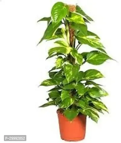 Fulmala Nursery  Money Plant-thumb0