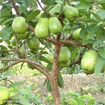 Fulmala Nursery Guava Plant-thumb0