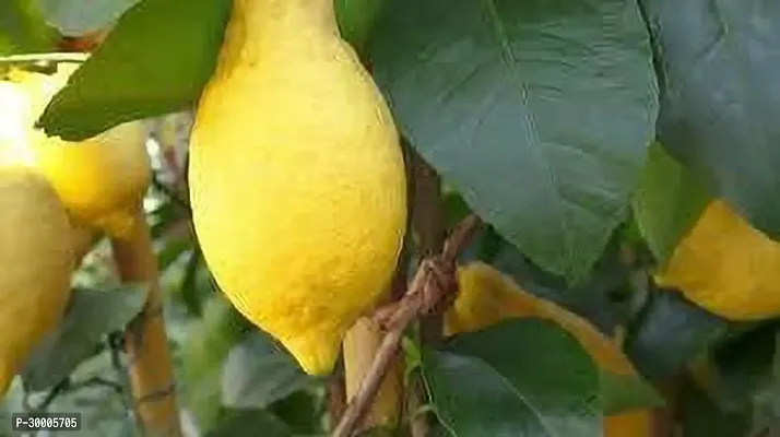 Fulmala Nursery Lemon Plant