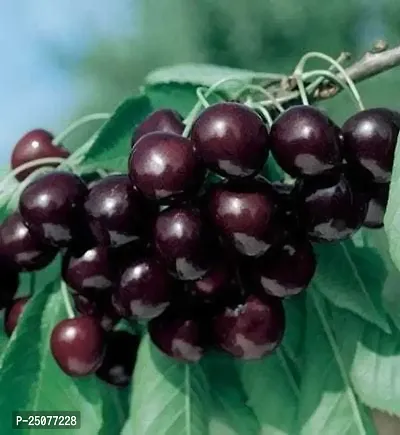 Cherry Fruit Plant Esey To Grow No Nead To Extra Care Hybrid Plant For Yor Garden And your Home-thumb0