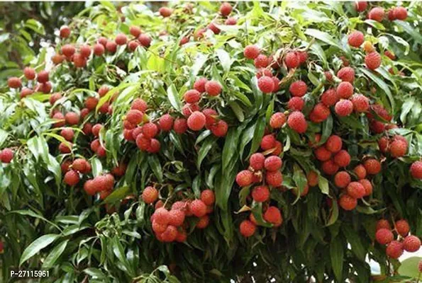 Fulmala Nursery Hybrid Litchi Plant[FM642]-thumb0