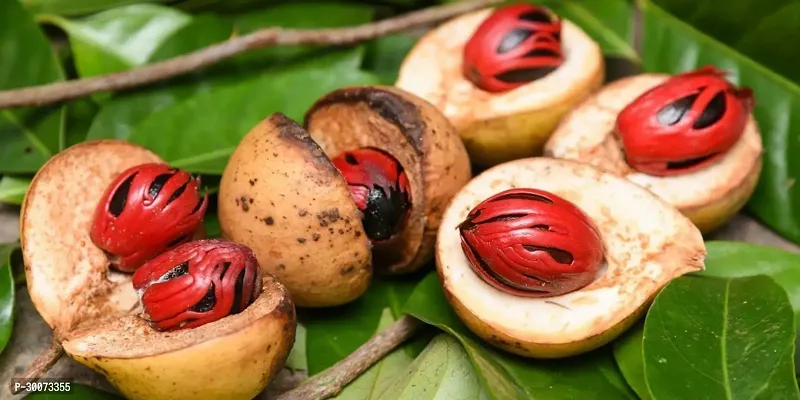 Fulmala Nursery Nutmeg Plant