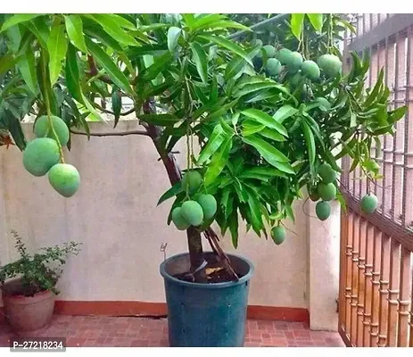 Fulama Nursery HybridMango Plant[FM1654]-thumb0