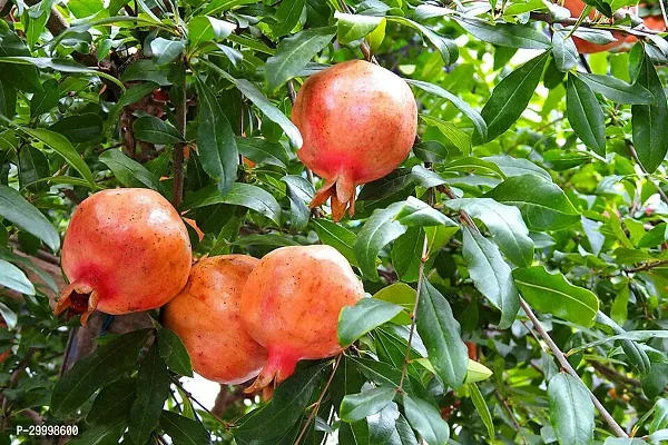 Fulmala Nursery Pomegranate Plant-thumb0