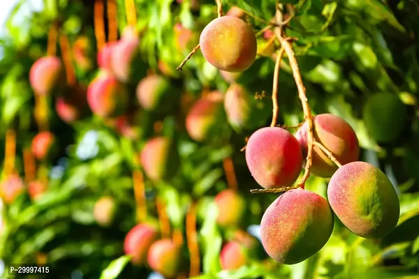 Fulmala Nursery Mango Plant-thumb0