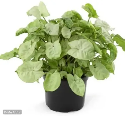 Syngonium Plant Esey To Grow No Nead To Extra Care Hybrid Plant For Yor Garden And your Home-thumb0