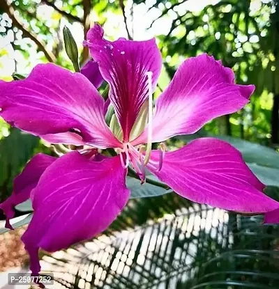 Bauhinia Acuminata Plant Esey To Grow No Nead To Extra Care Hybrid Plant For Yor Garden And your Home-thumb0