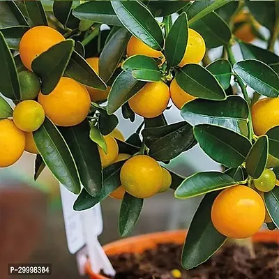 Fulmala Nursery Orange Plant