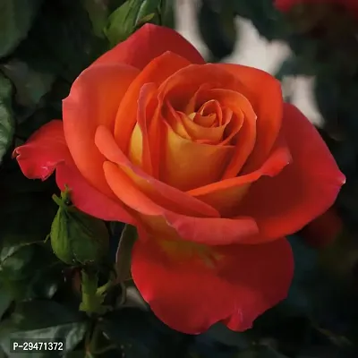 Natural Rose Plant-thumb0