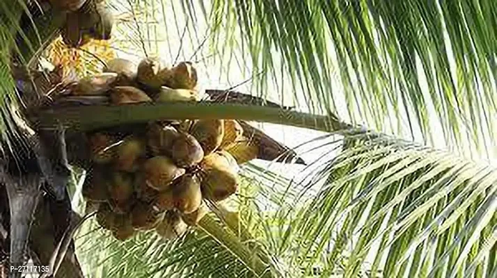 Fulmala Nursery Hybrid Coconut Plant[FM1281]