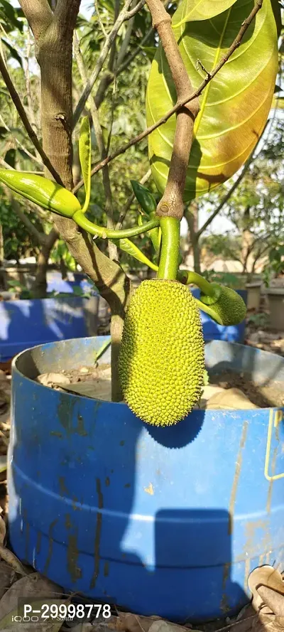 Fulmala Nursery Jackfruit Plant