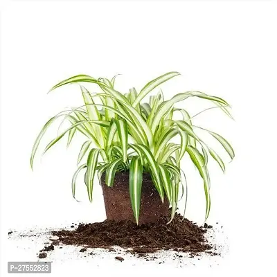 Fulmala NurserySpider Plant[FM2641]-thumb0