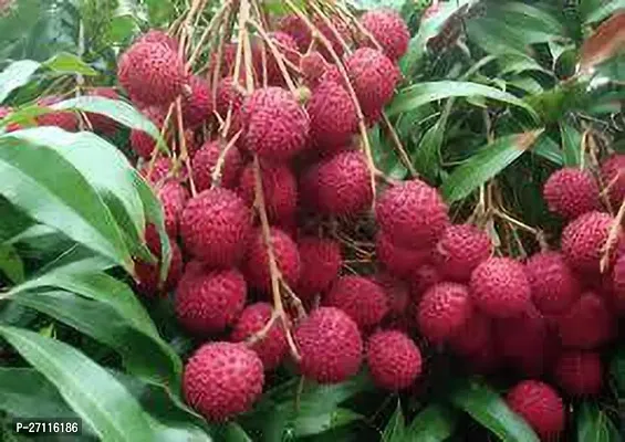 Fulmala Nursery Hybrid Litchi Plant[FM856]-thumb0