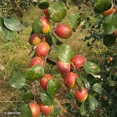 Natural Ber Apple Plant-thumb0