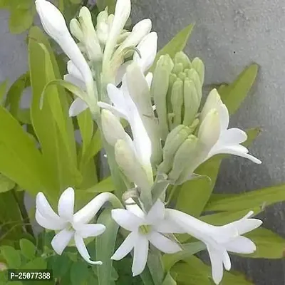 Tuberose/Rajnigandha Plant Esey To Grow No Nead To Extra Care Hybrid Plant For Yor Garden And your Home-thumb0