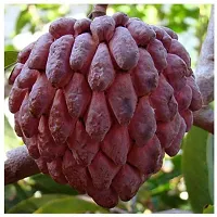 Fulmala Nursery Custard Apple Plant-thumb1