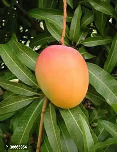 Fulmala Nursery Mango Plant