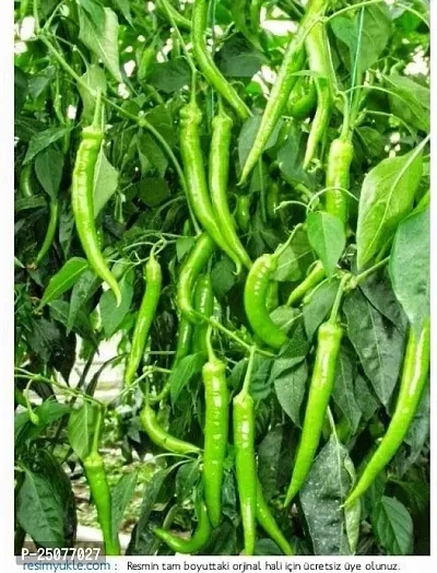 Mirch/Chilli Plant Esey To Grow No Nead To Extra Care Hybrid Plant For Yor Garden And your Home