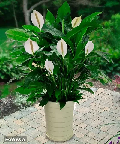 Beautiful Peace Lily Flower Plant for Indoor Use Air Purifying Houseplant with White Flowers Green Leaves Perfect for Home Office Decor Easy to Maintain in Decorative Pot-thumb0