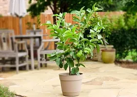 Fulmala Nursery Guava Plant-thumb1