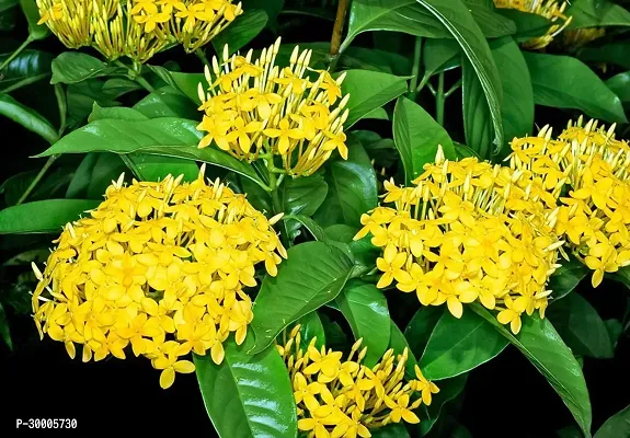 Fulmala Nursery Trothic Ixora/Chethi Plant