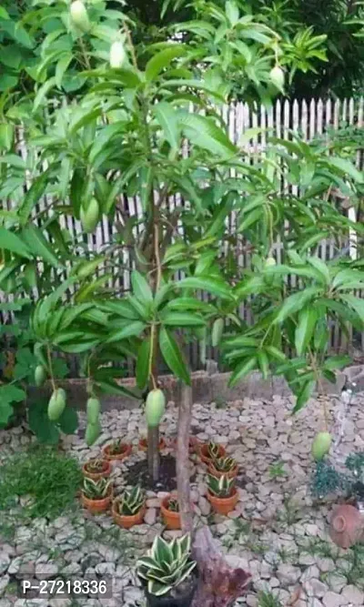 Fulama Nursery HybridMango Plant[FM1756]