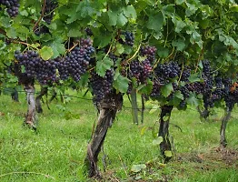 Fulmala NurseryGrapes Plant[DF0134]-thumb2