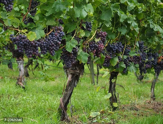 Fulmala NurseryGrapes Plant[DF0134]-thumb3