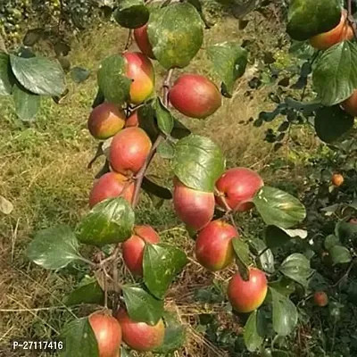 Fulmala Nursery Hybrid Ber Apple Plant[FM1521]-thumb0