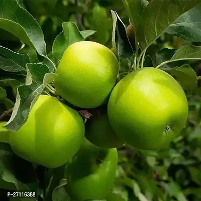 Fulmala Nursery Hybrid Apple Plant[FM1054]-thumb0