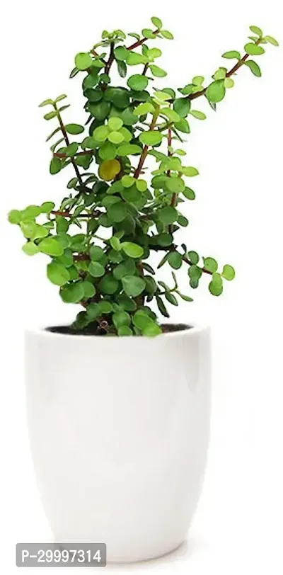 Fulmala Nursery Crassula Plant-thumb0