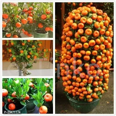 Natural Orange Plant-thumb0