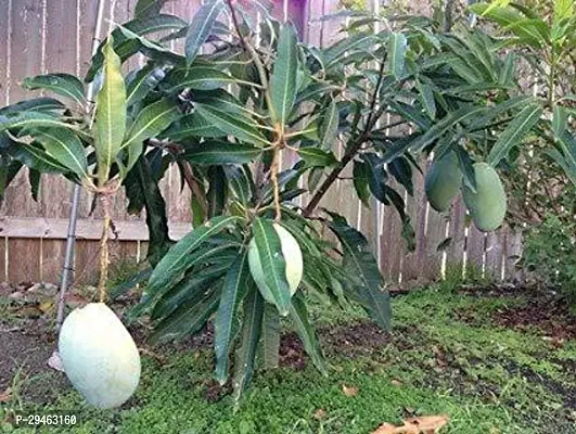 Mango Plant For Home Decoration-thumb0