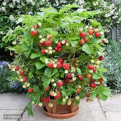 Fulmala NurseryStrawberry Plant[DF0309]-thumb0