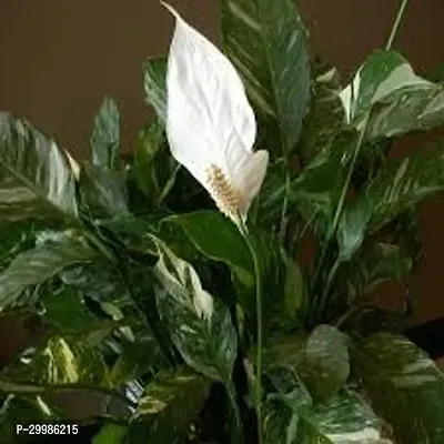 Peace Lily Houseplant with White Blossoms for Air Purification