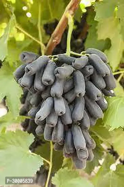 Fulmala Nursery Grapes Plant-thumb0