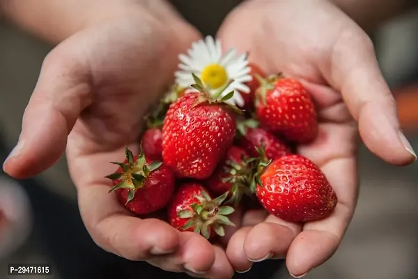 Natural Strawberry Plant-thumb0